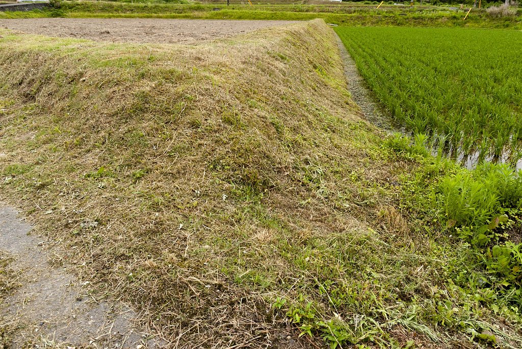 梅雨の草刈