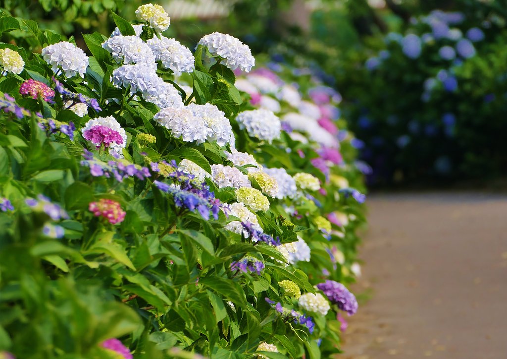 紫陽花遠景