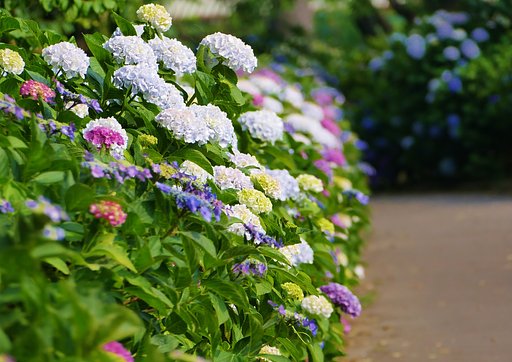 紫陽花遠景