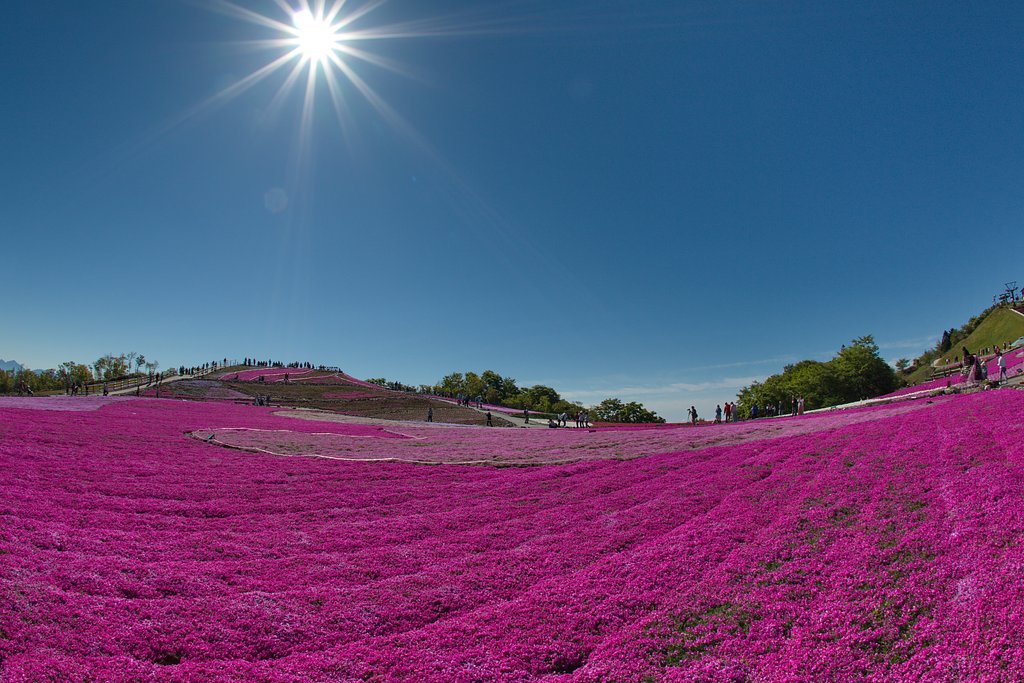 茶臼山高原　芝桜