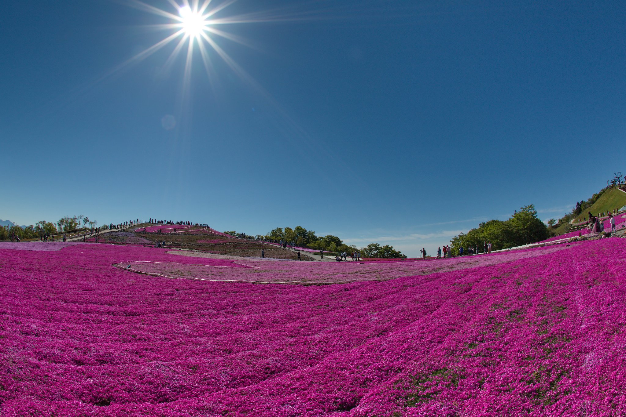 茶臼山高原　芝桜