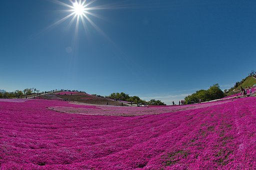 茶臼山高原　芝桜