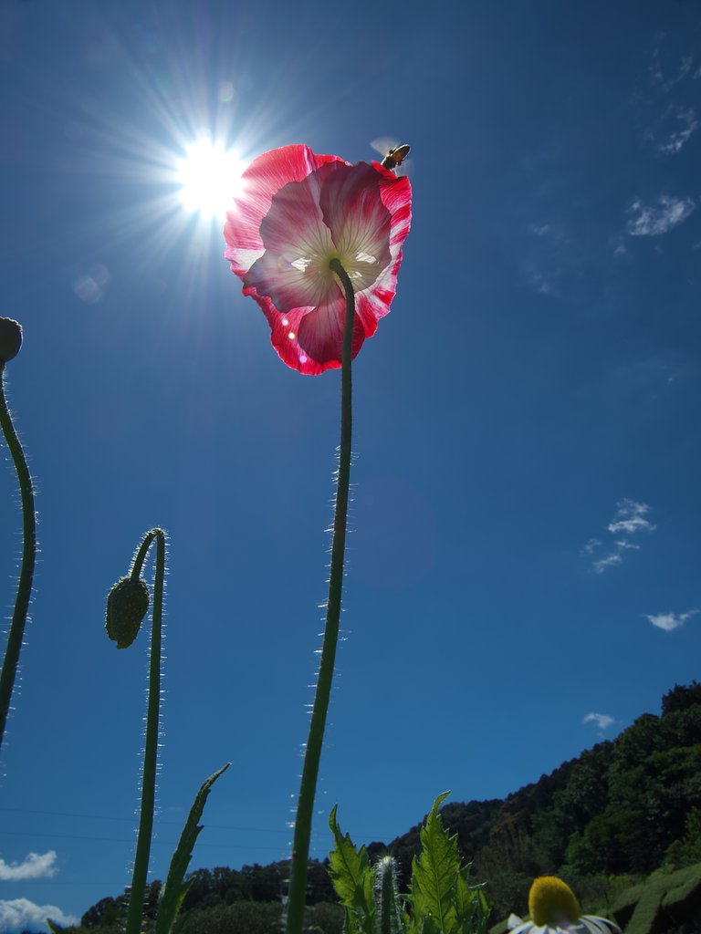 光芒コラボ