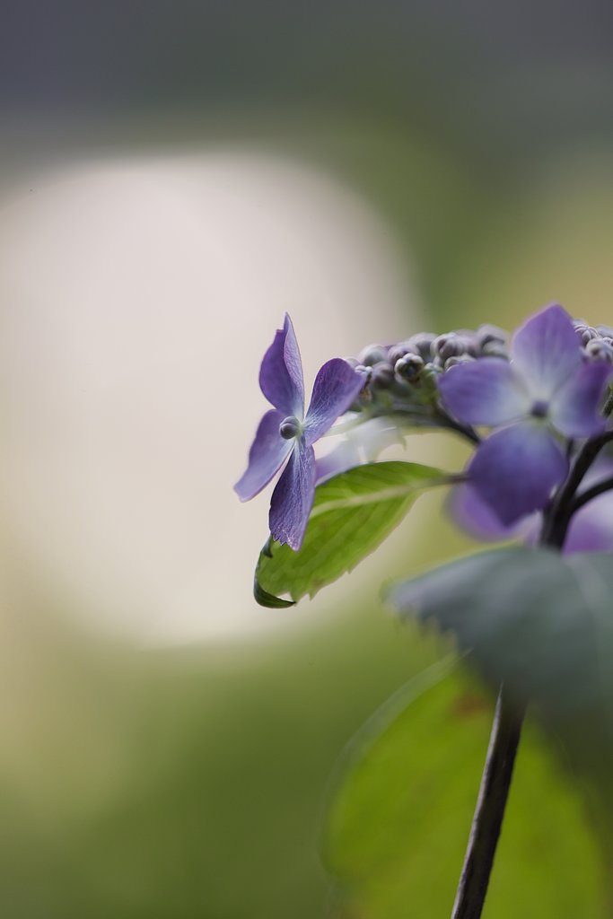 雨の季節には少し早いけれど、、、