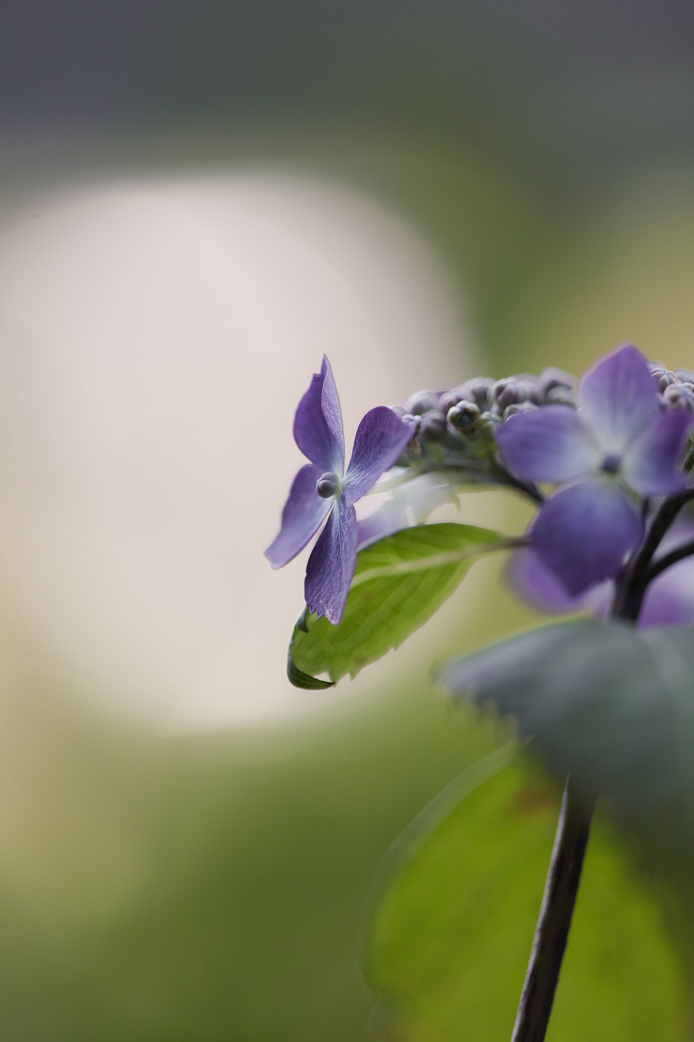 雨の季節には少し早いけれど、、、