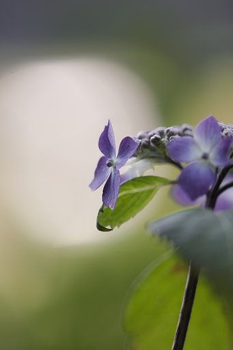 雨の季節には少し早いけれど、、、