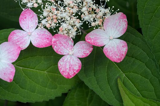 山紫陽花は、まだ疎ら色