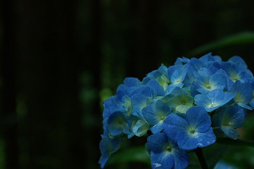 【MFS】雨の紫陽花