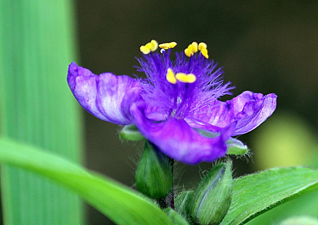 ムラサキツユクサ
