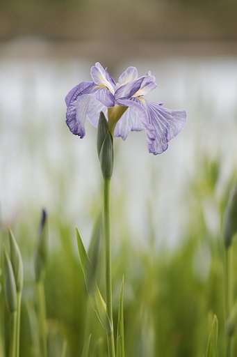 花菖蒲
