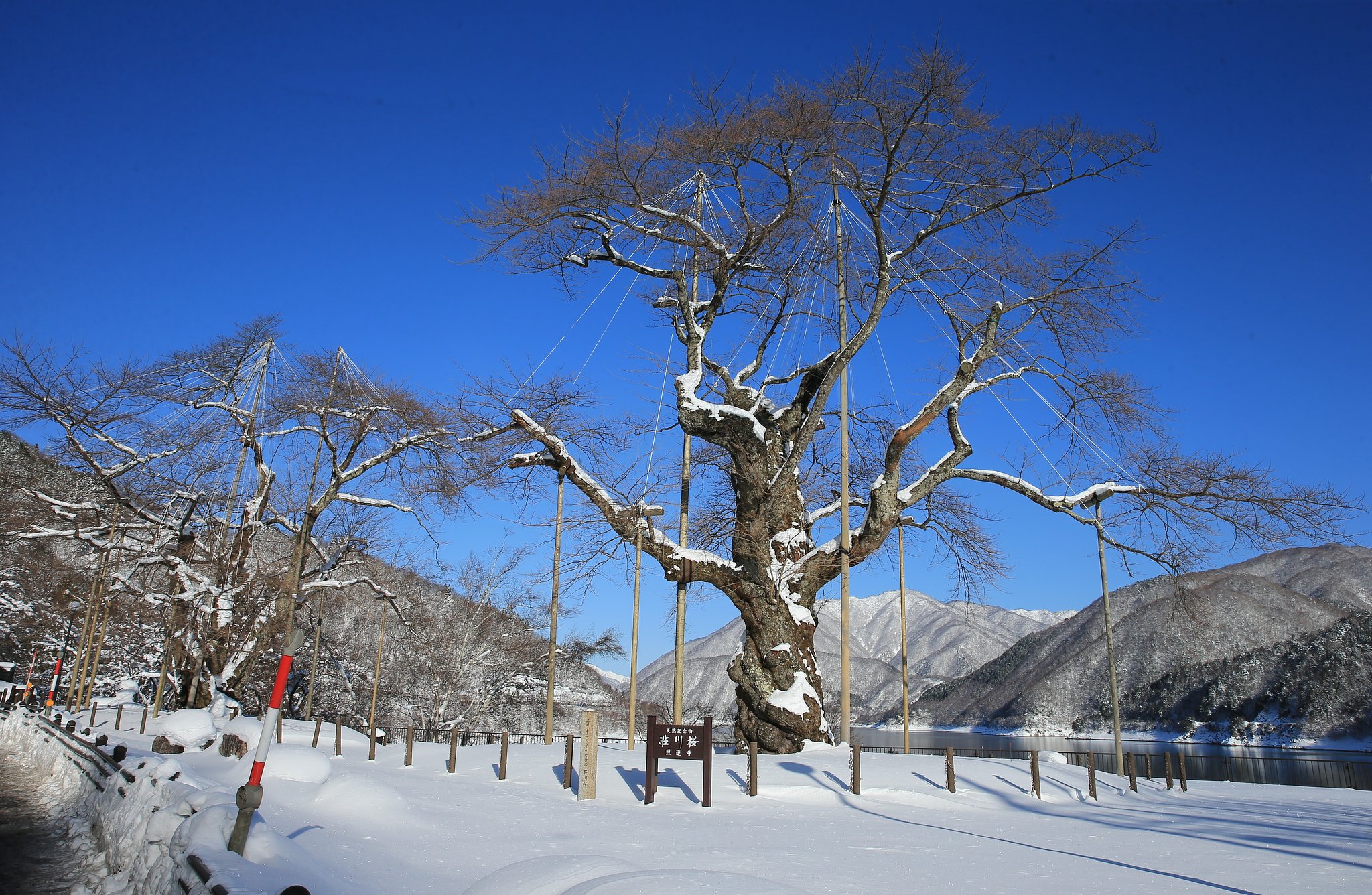 樹齢500年 厳寒に立つ