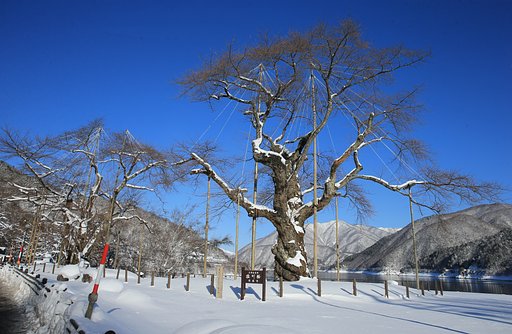 樹齢500年 厳寒に立つ