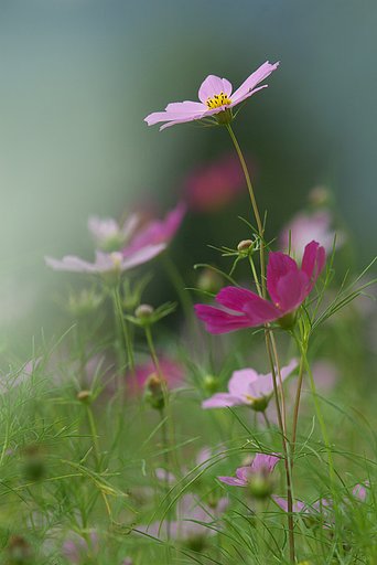 普通にコスモスです