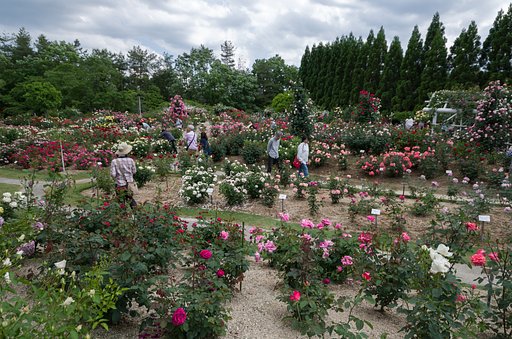薔薇園