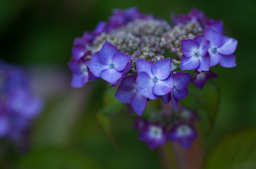 SIGMA MACRO 70mm F2.8