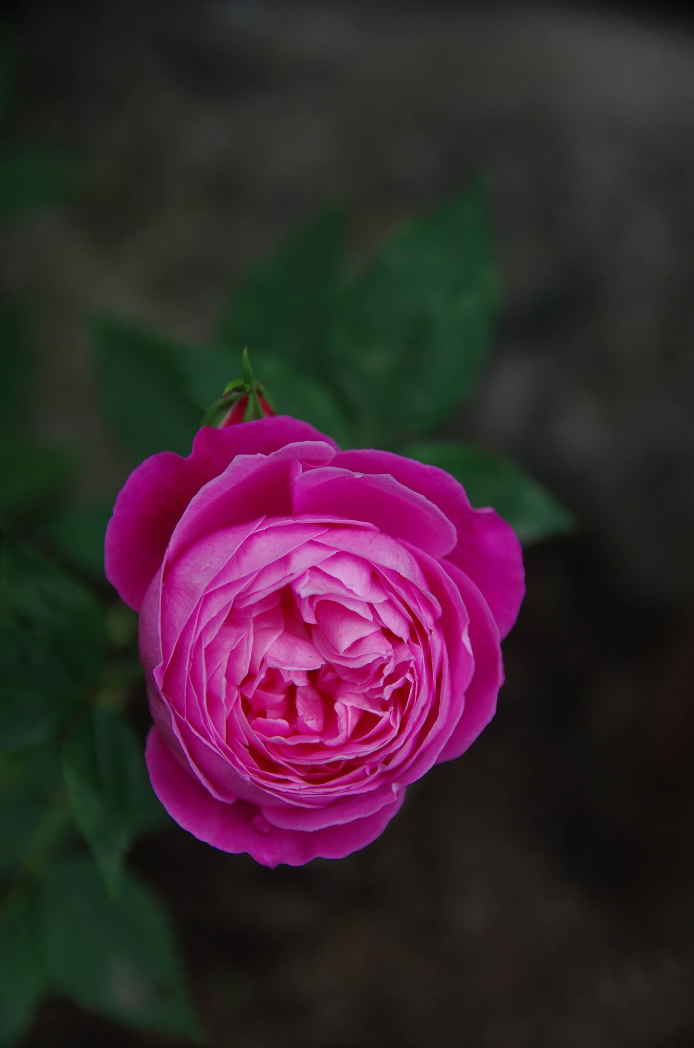 薔薇