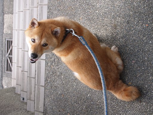 見返りゴン