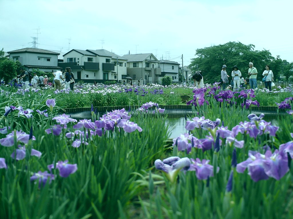 出たとこ菖蒲