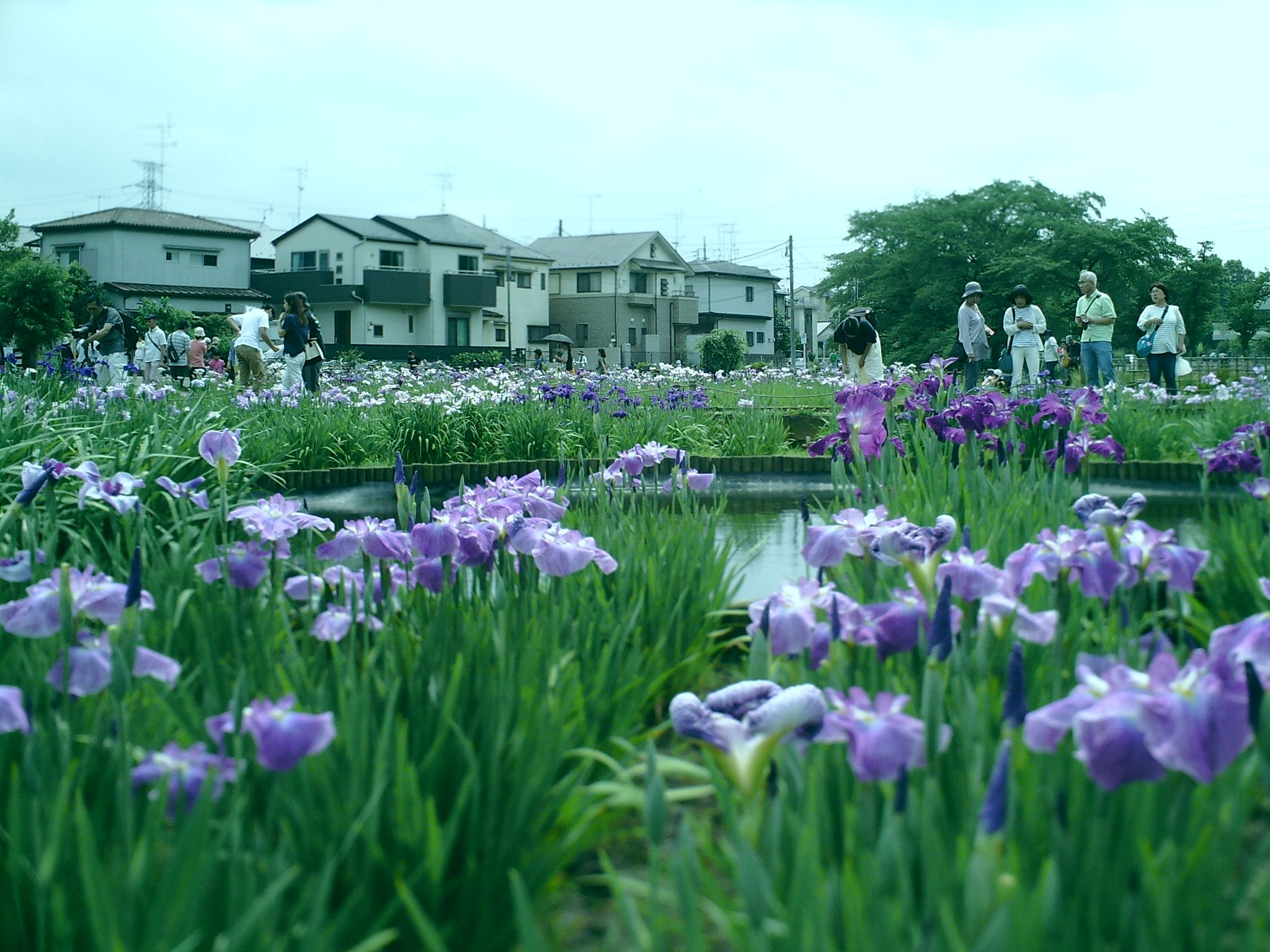 出たとこ菖蒲