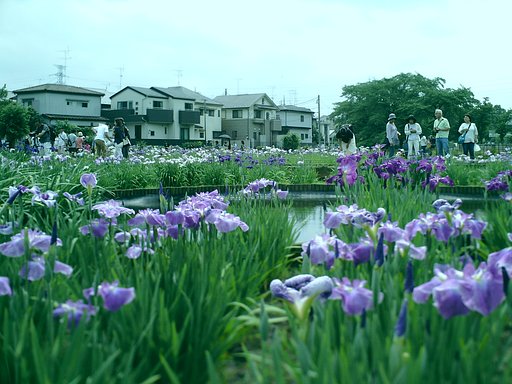 出たとこ菖蒲