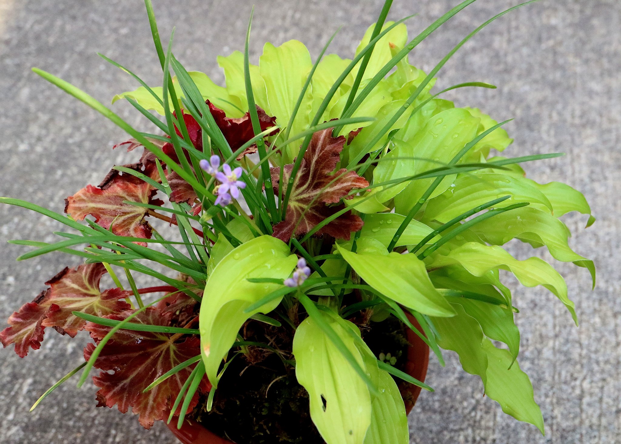 寄せ植え