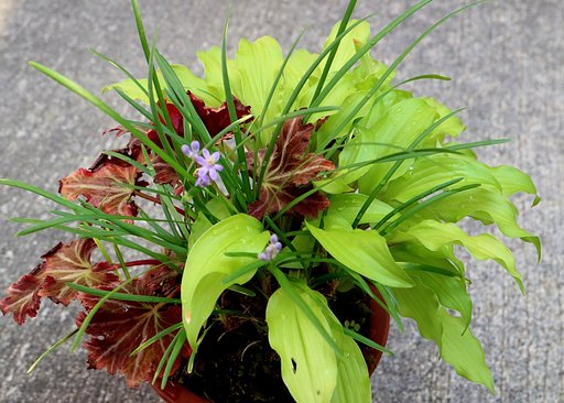 寄せ植え