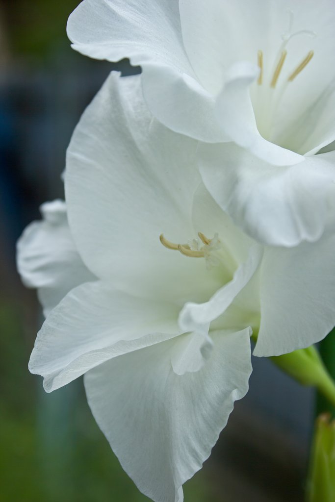 曇りの日、グラジオラスの白い顔