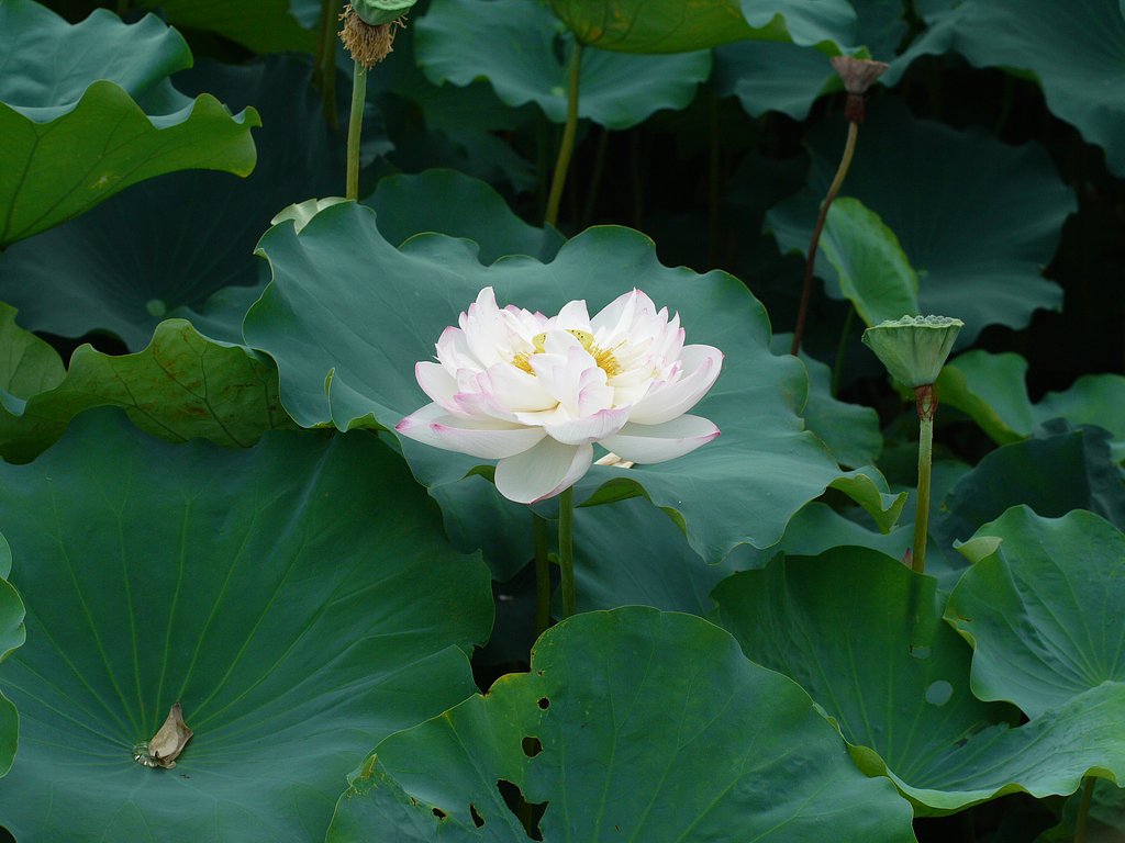 蓮の花