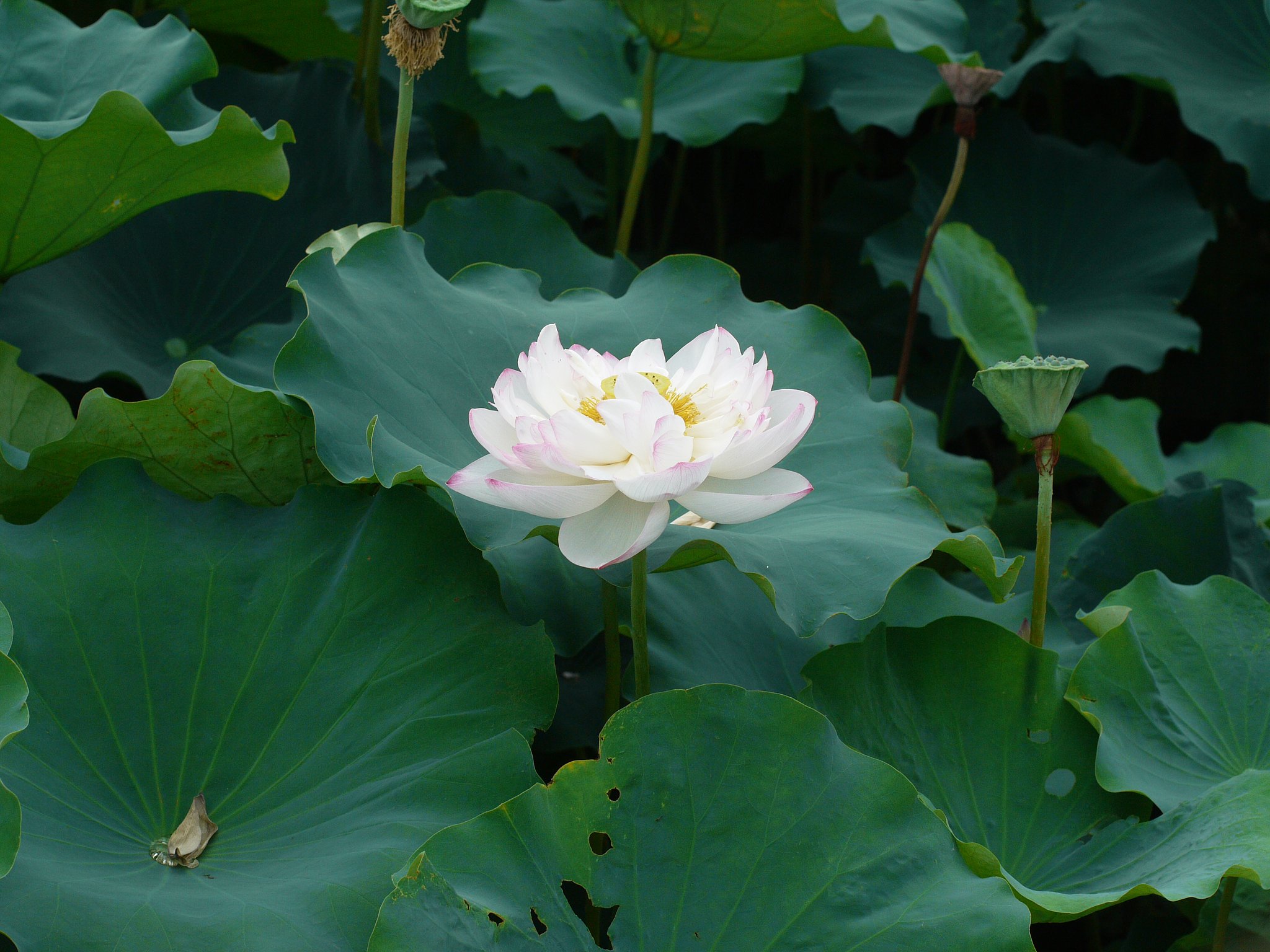 蓮の花