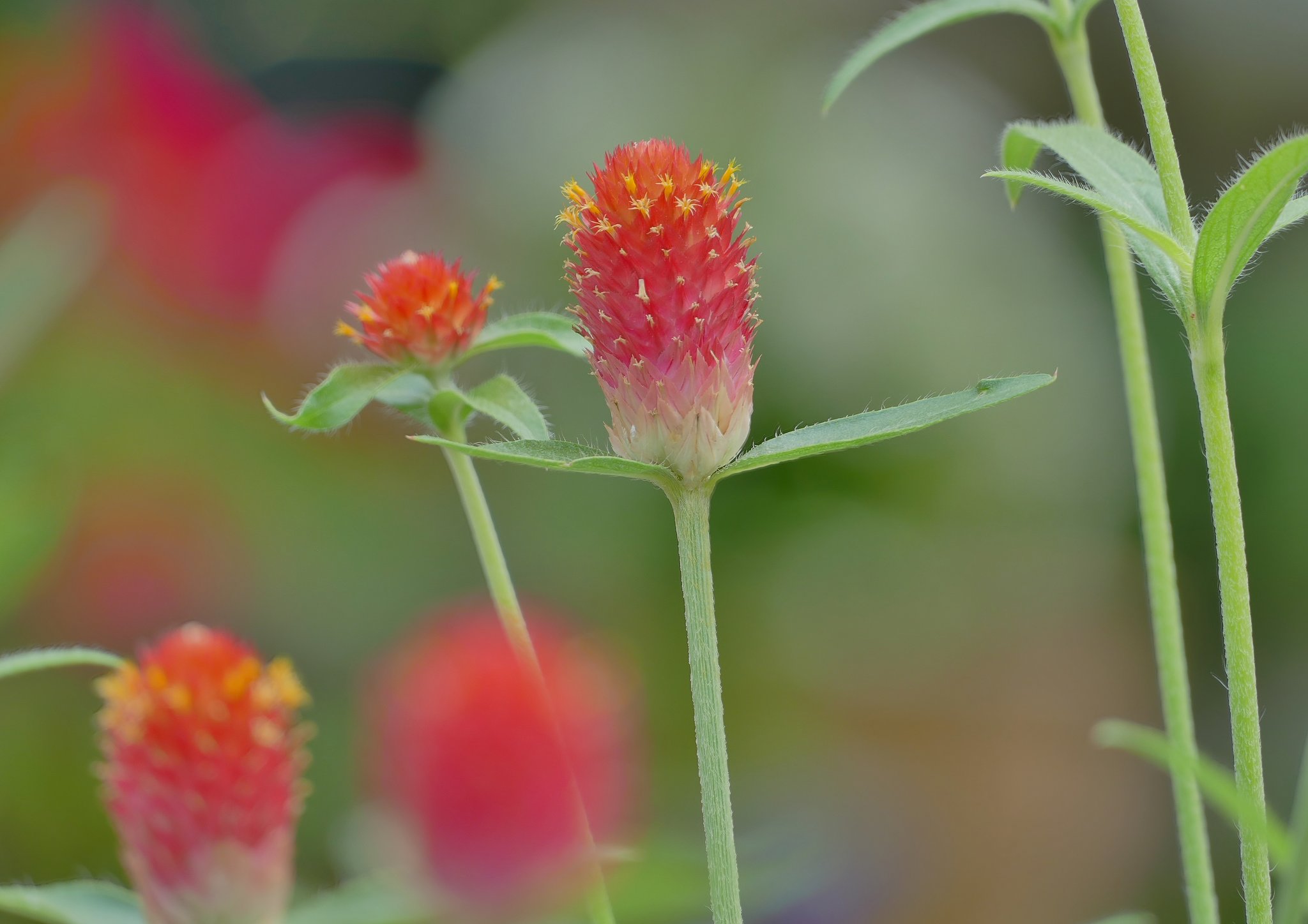 千日紅