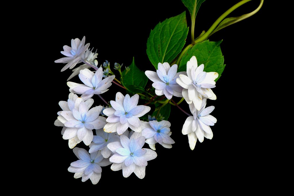 紫陽花　隅田の花火