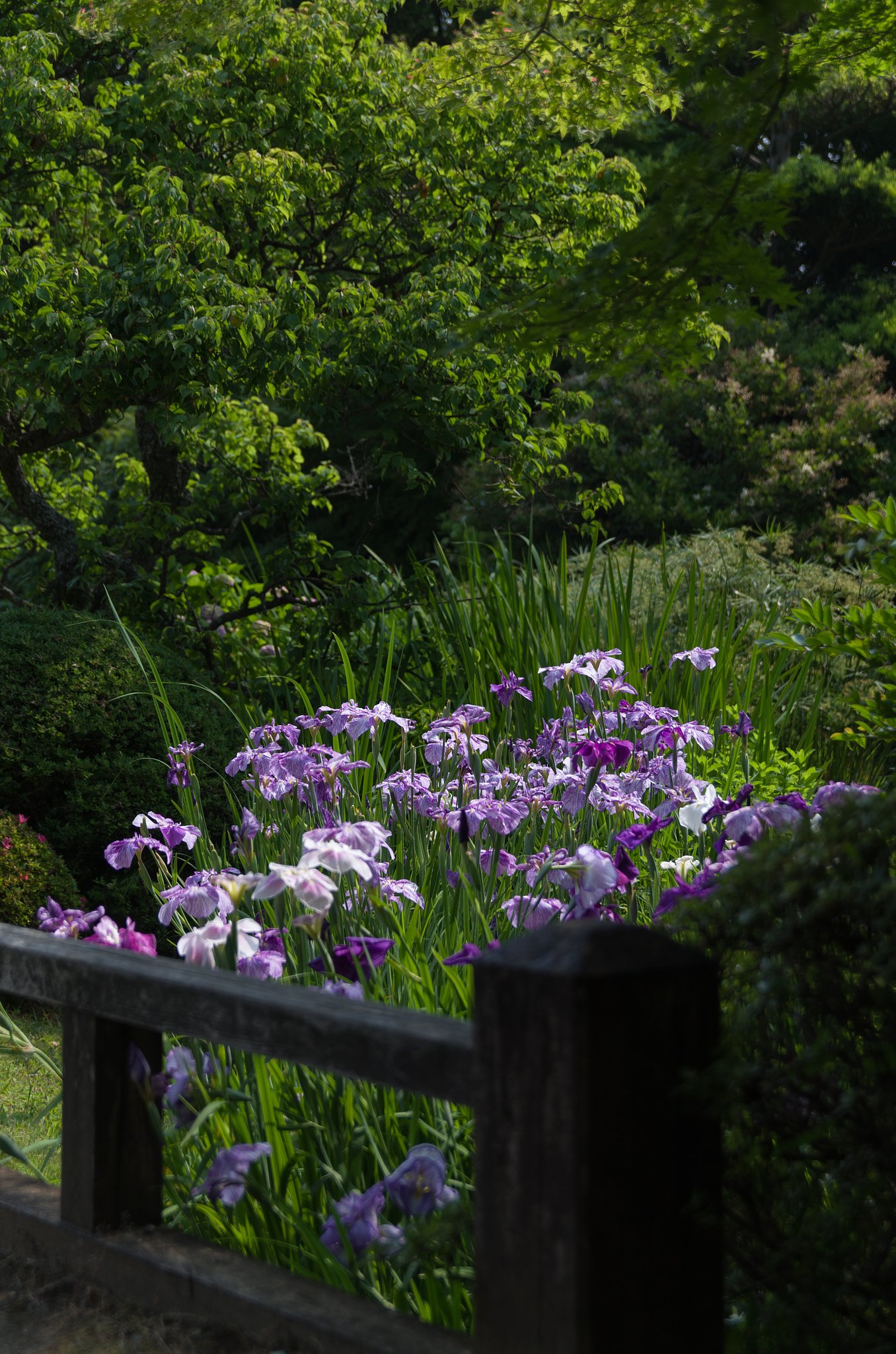 菖蒲池