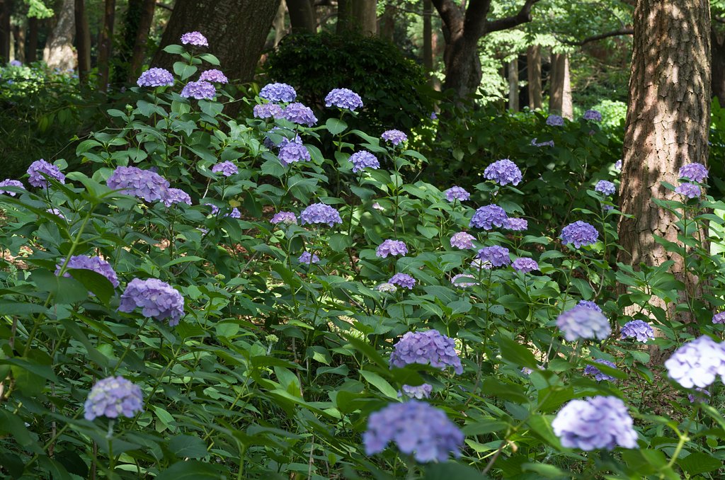 木蔭