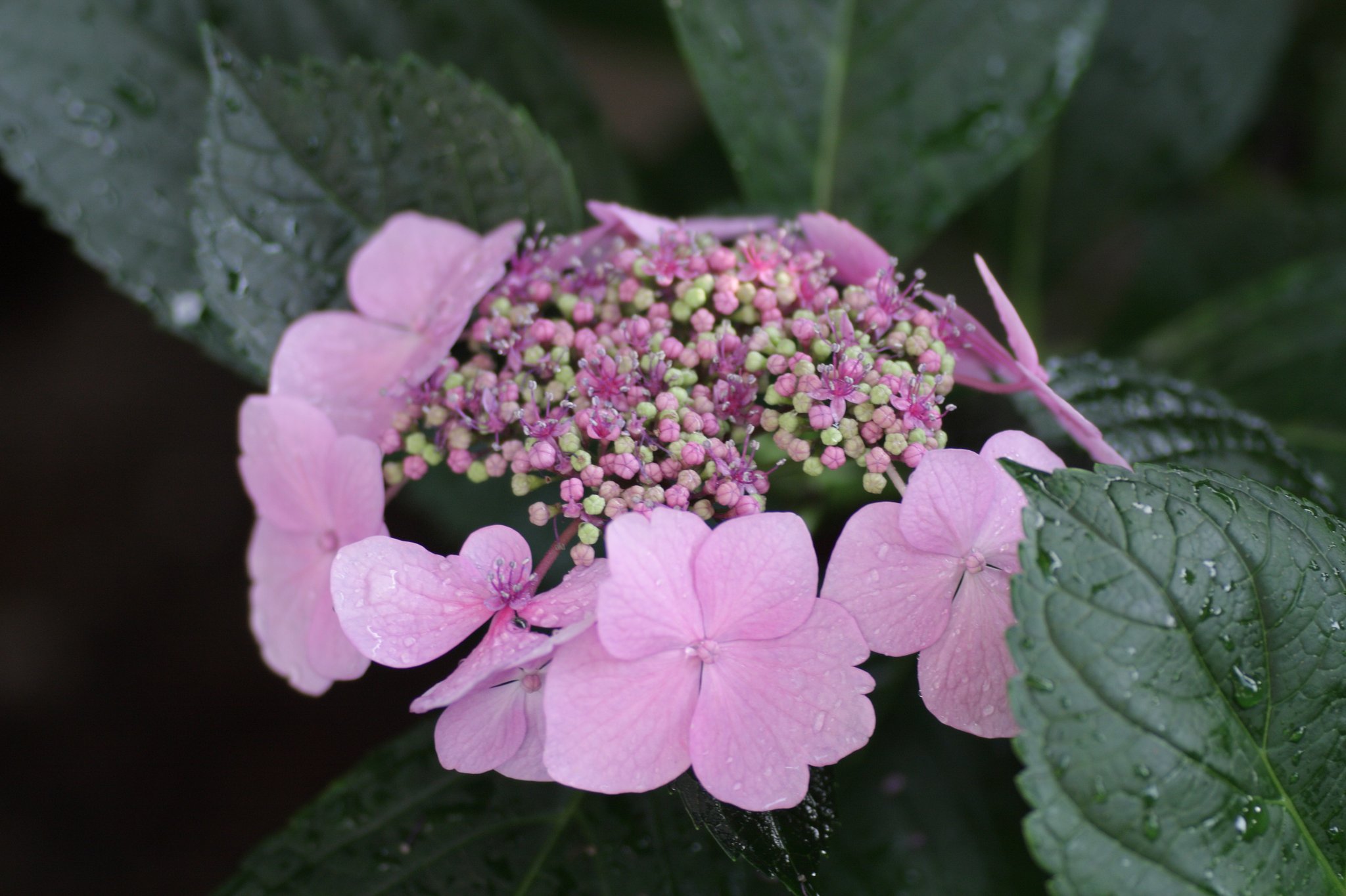 紫陽花