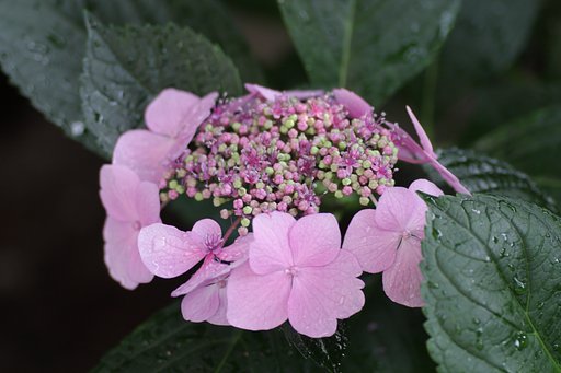 紫陽花