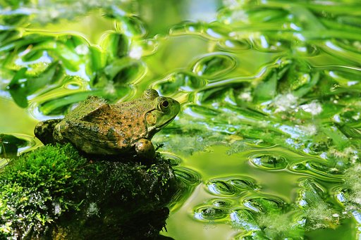 緑陰の虫の番人(カエル) Ⅱ