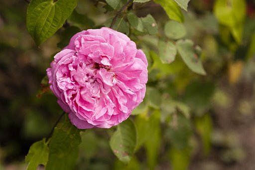 バラの花