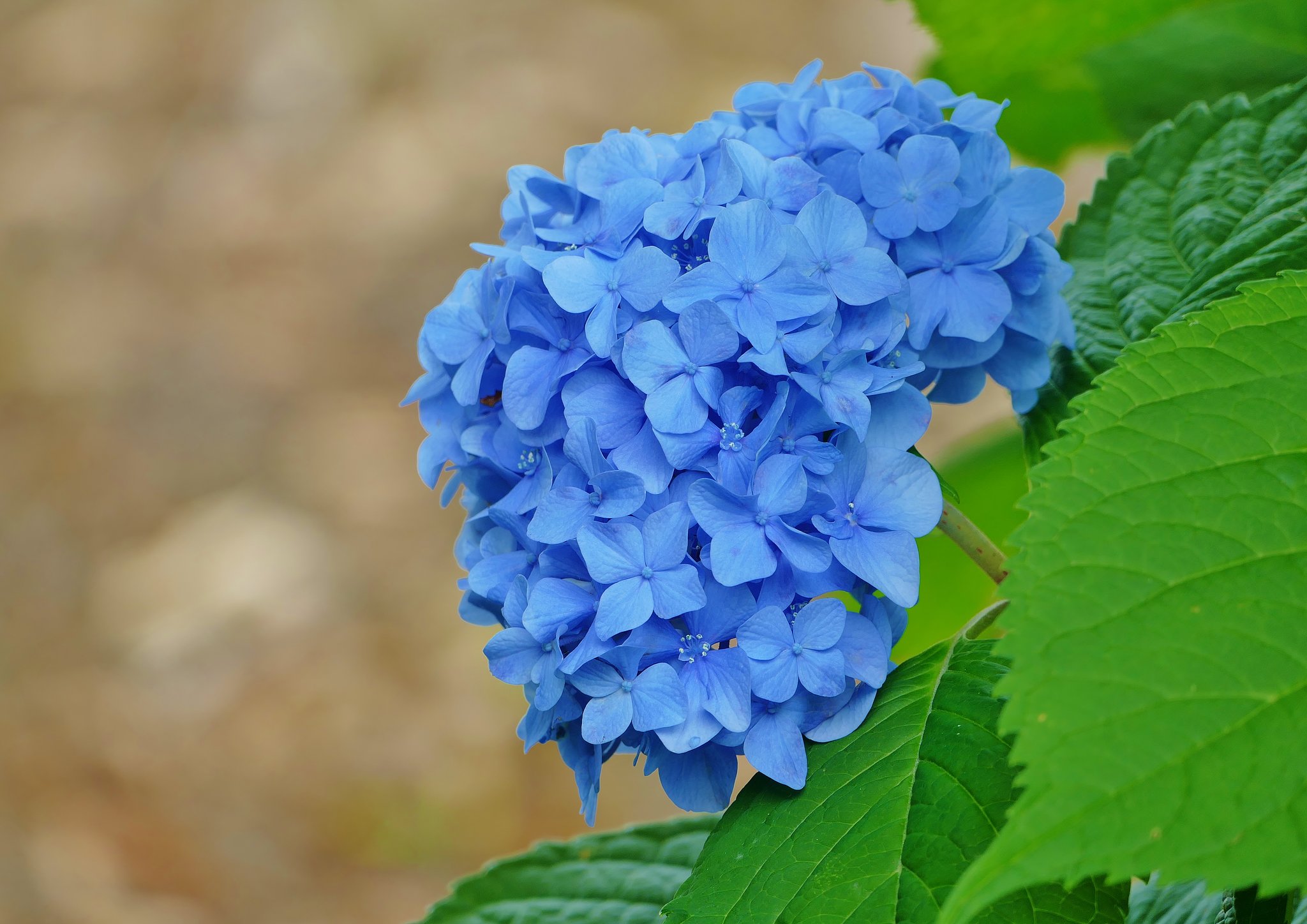 紫陽花