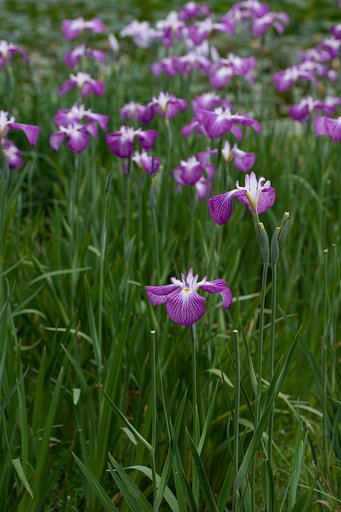 花菖蒲　赤とんぼ