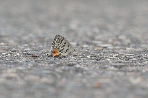ウスイロオナガシジミ