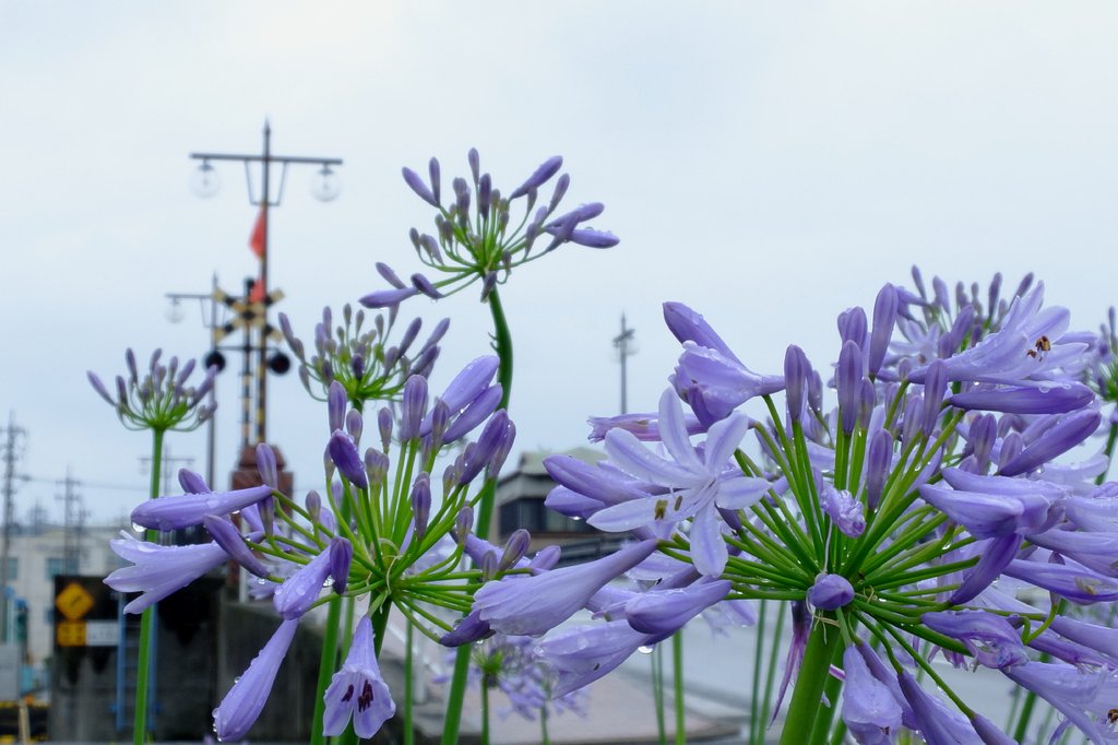 アガパンサスのある風景
