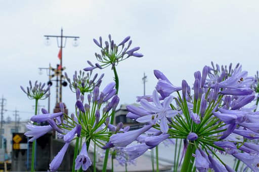 アガパンサスのある風景