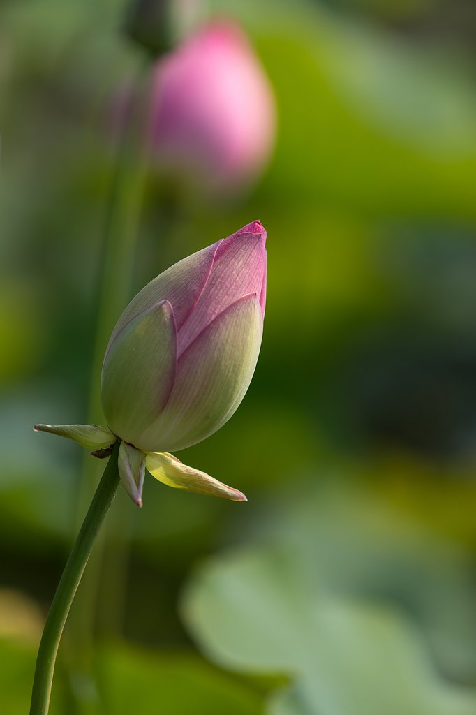 まだ蕾