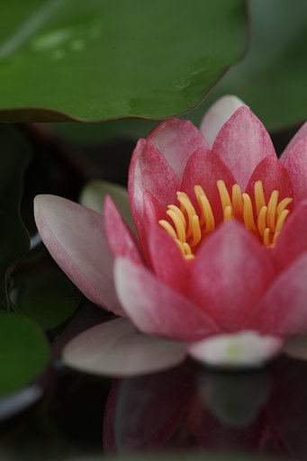 睡蓮