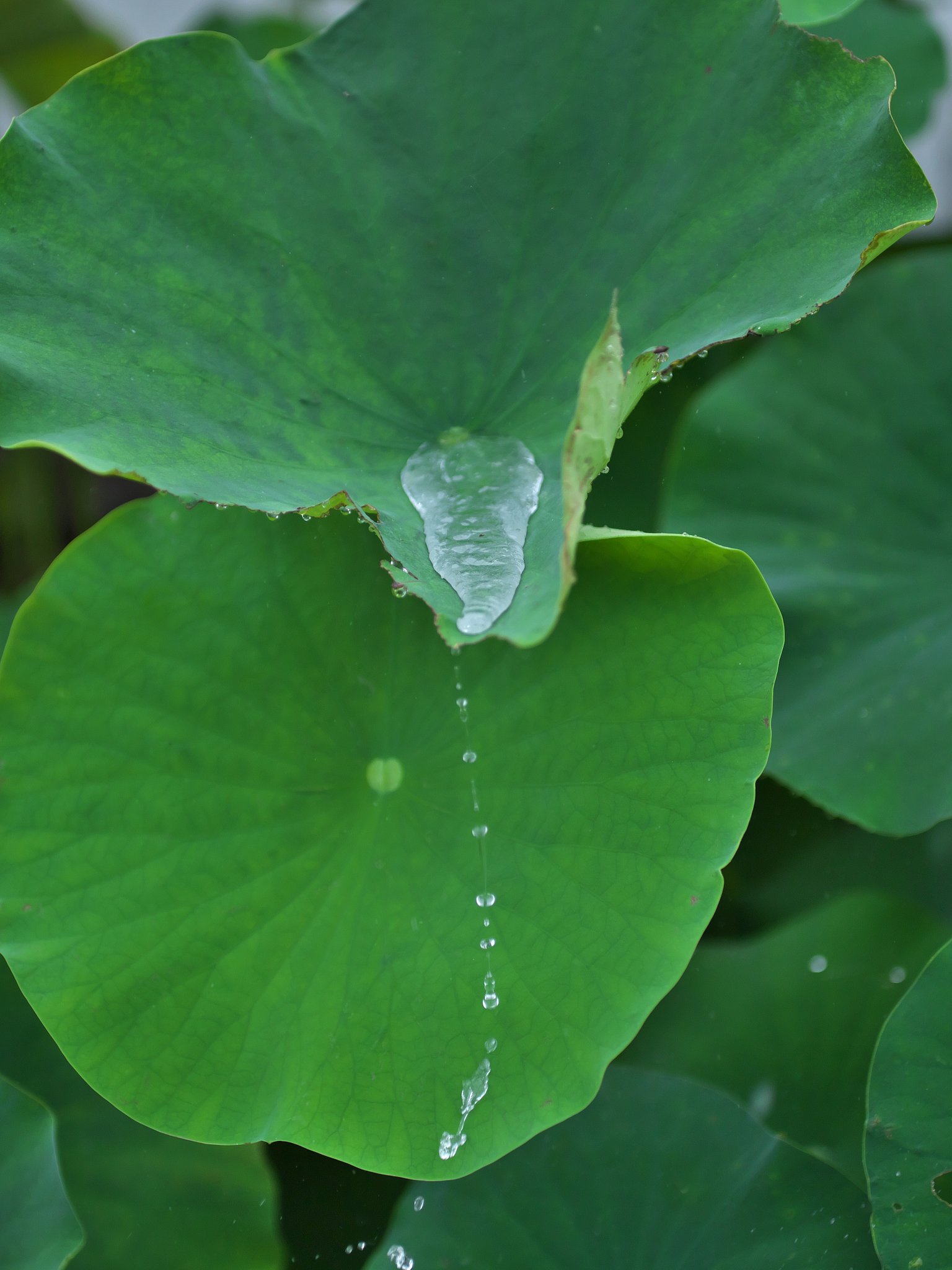 朝の雨