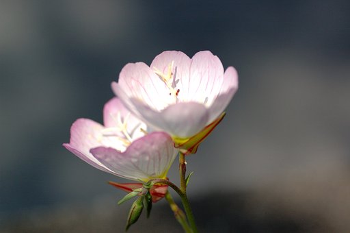 お散歩