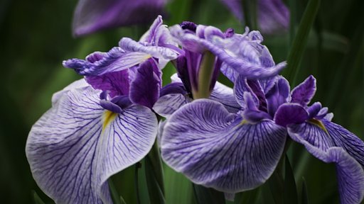 花菖蒲