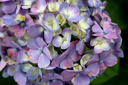 紫陽花