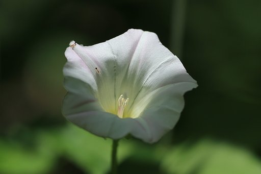 花の遊園地