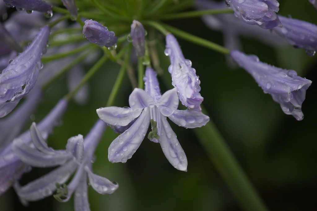 雨のアガパンサス